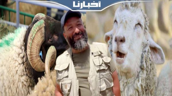 الحولي الإسباني ماشي مسلم.. تعليق طريف من كساب بخصوص الأكباش المستوردة